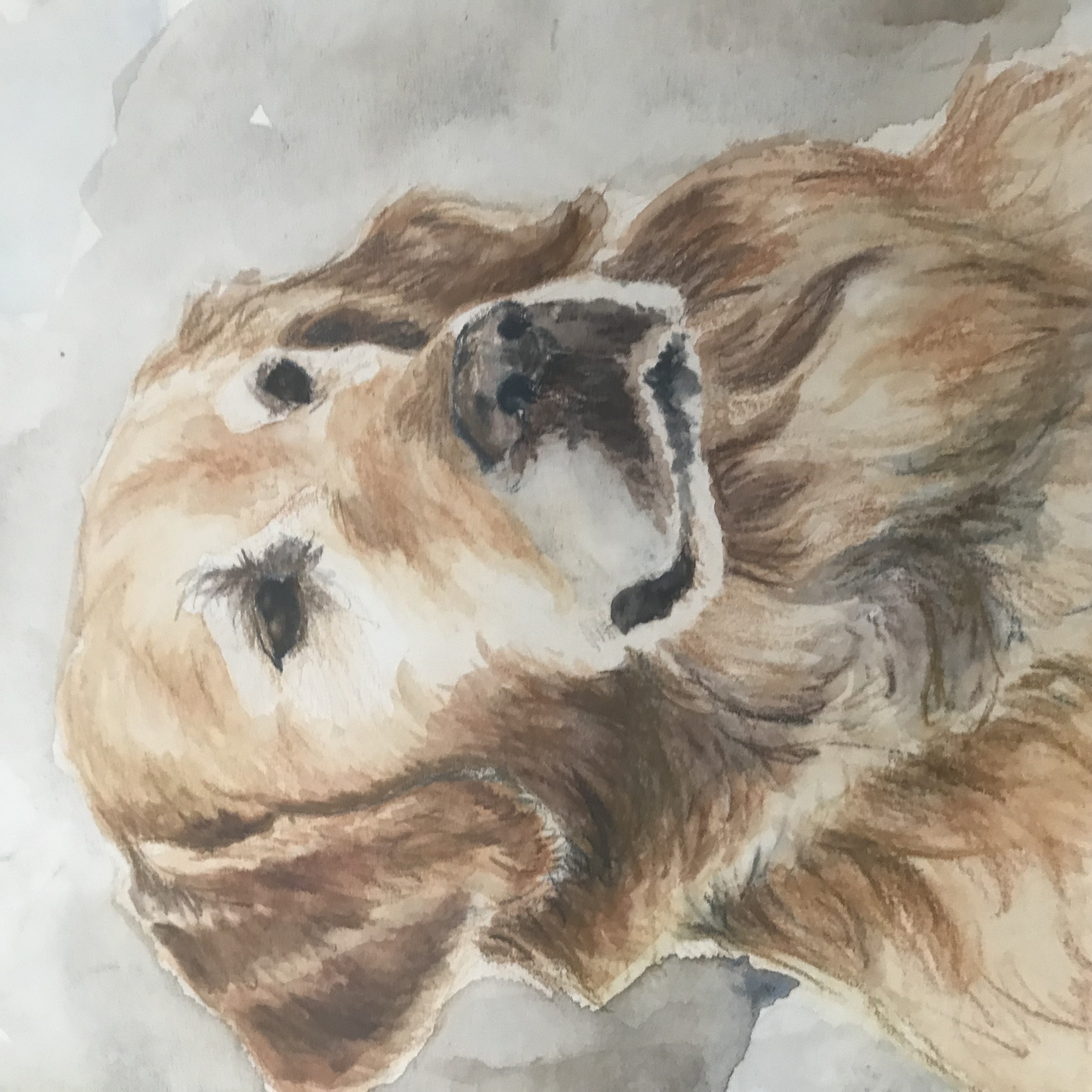 Voir photo 2 de Aquarelle "Golden Retriever" Sous verre Aquarelle "Golden Retriever" Sous verre Bon état reconditionné photo 2