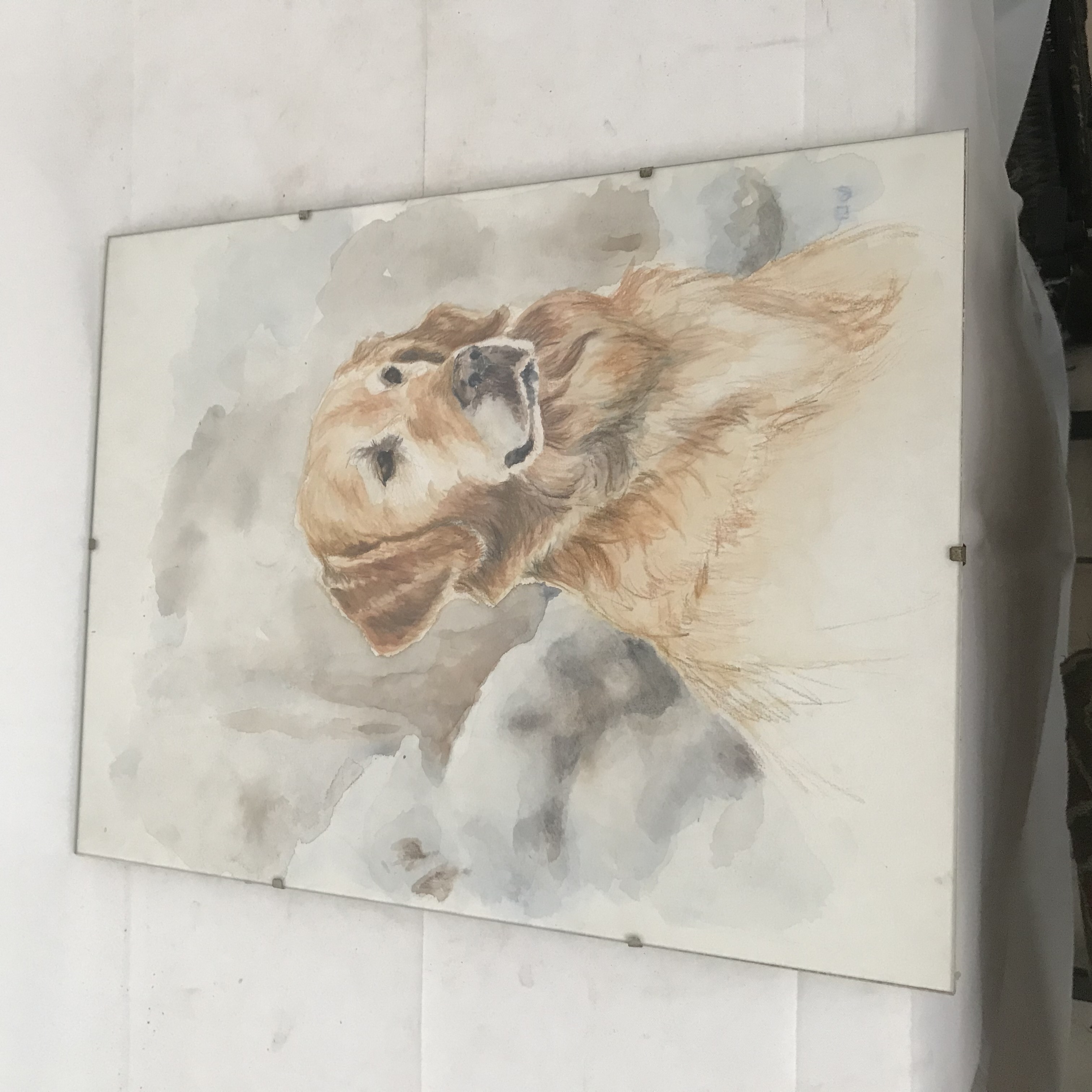 Acheter Aquarelle "Golden Retriever" Sous verre Bon état - 10,00 € Aquarelle "Golden Retriever" Sous verre Bon état reconditionné disponible sur Label Emmaüs