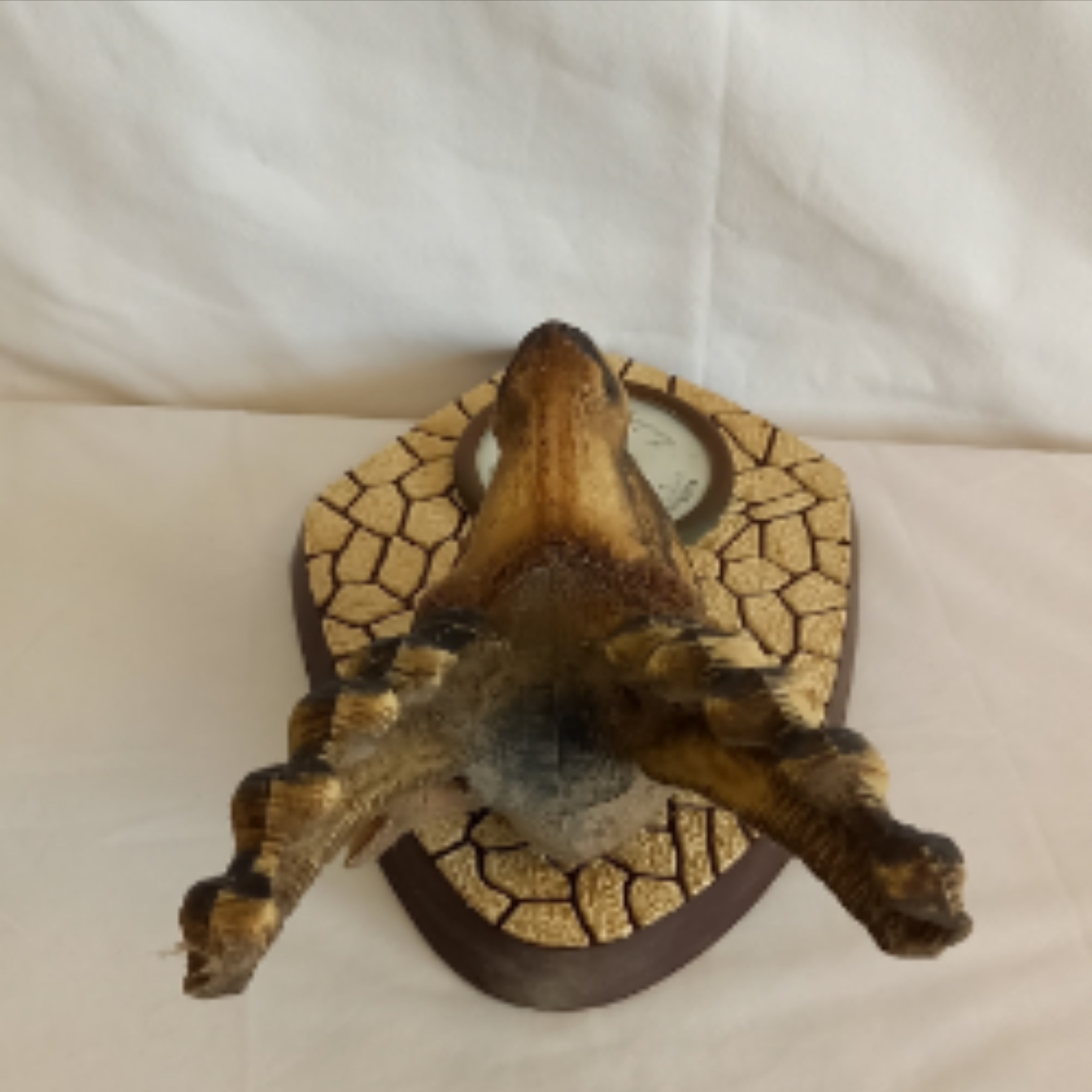 Voir photo 2 de Baromètre tête de Cerf vintage en plastique trophée chasse Kitsch 1960 Baromètre tête de Cerf vintage en plastique trophée chasse Kitsch 1960 Bon état reconditionné photo 2