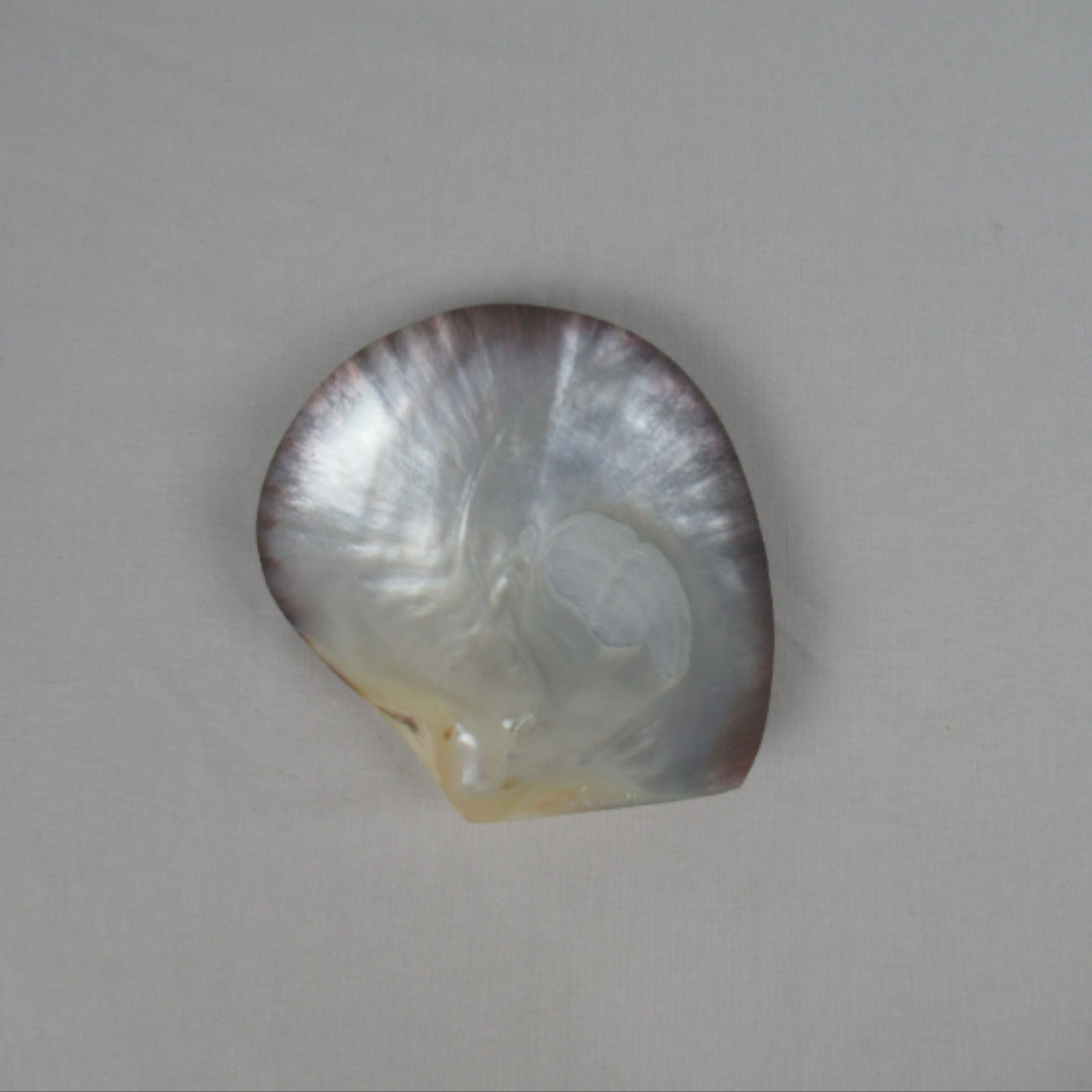 Voir photo 2 de Coquillage nacre Tahiti Coquillage nacre Tahiti Très bon état reconditionné photo 2