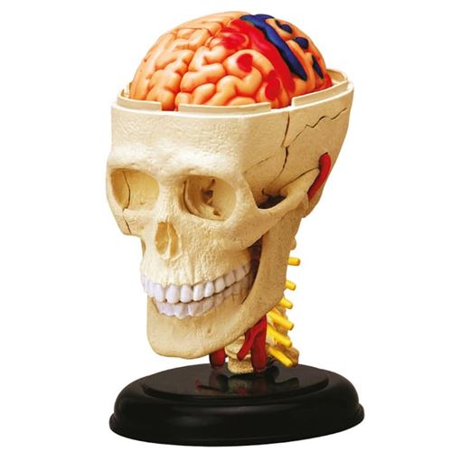 Explora anatomie crâne et cerveau État correct Nature & Découvertes reconditionné disponible sur Fnac