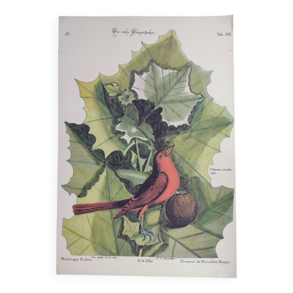 Gravure ancienne oiseau  -Preneur de Mouche- Planche ornitologie de Seligmann & Catesby. 1973 Bon état reconditionné (offre indisponible)