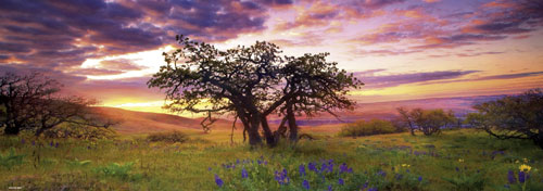Heye Puzzle Oak Tree, Panorama 2000 pcs État correct N/A reconditionné disponible sur Fnac