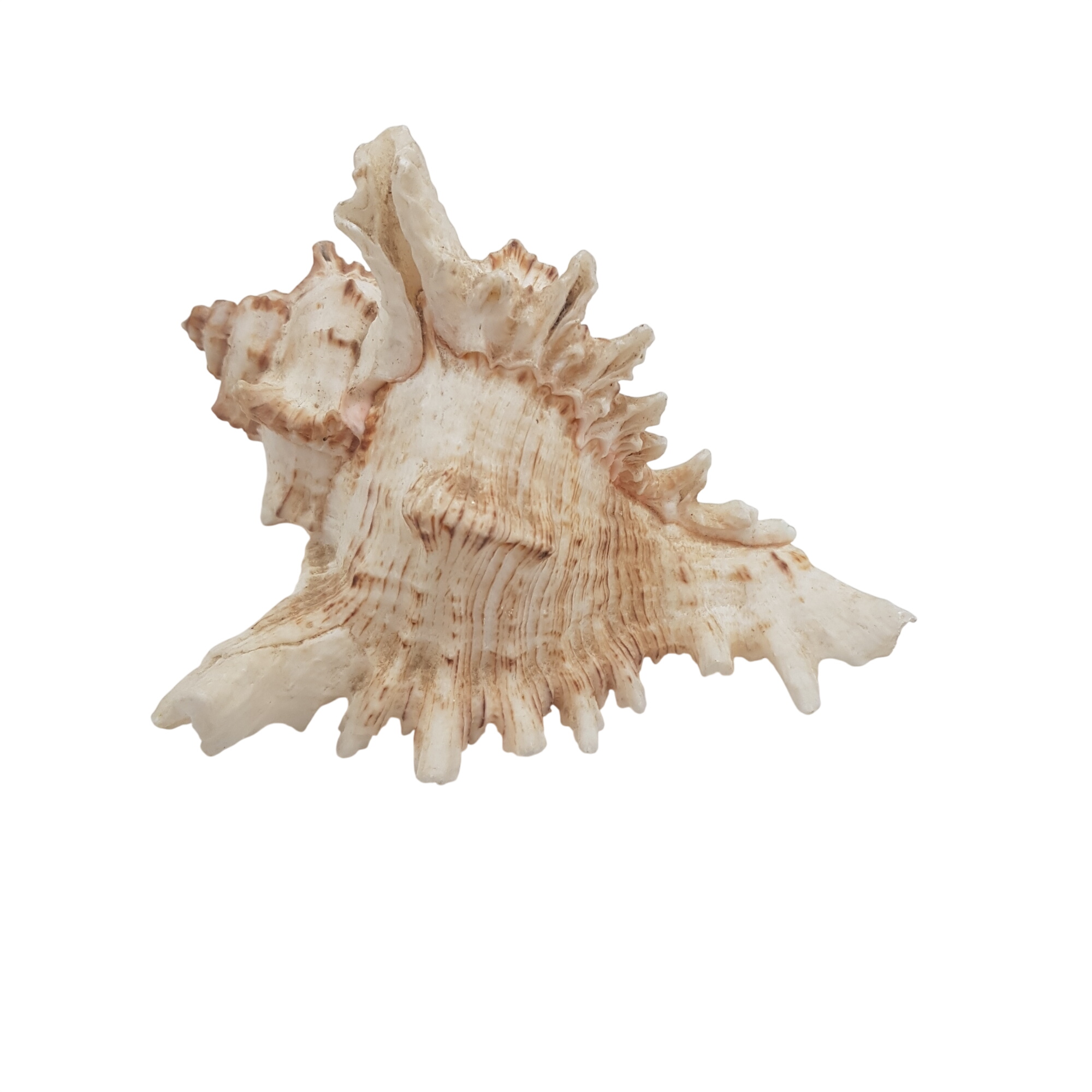 Joli coquillage Murex Ramosus (Chicorée blanche) Très bon état - 15,00 € Joli coquillage Murex Ramosus (Chicorée blanche) Très bon état reconditionné disponible sur Label Emmaüs
