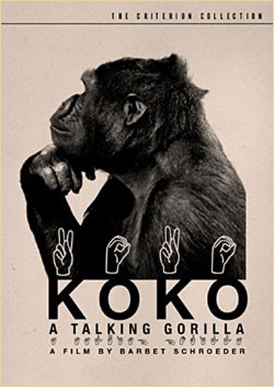 Koko a Talking Gorilla - Edition Criterion - DVD Zone 1 État correct reconditionné disponible sur Fnac | Dero