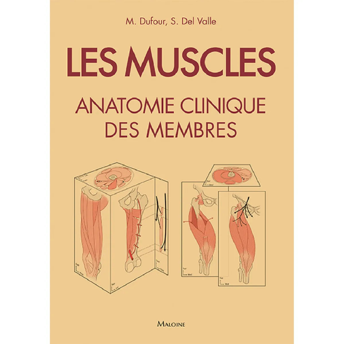 Acheter Les muscles : anatomie clinique des membres : 250 fiches illustrées État correct - 19,01 € Les muscles : anatomie clinique des membres : 250 fiches illustrées État correct N/A (Il ne s'agit pas d'une marque reconditionné disponible sur Rue du Commerce Seconde Vie