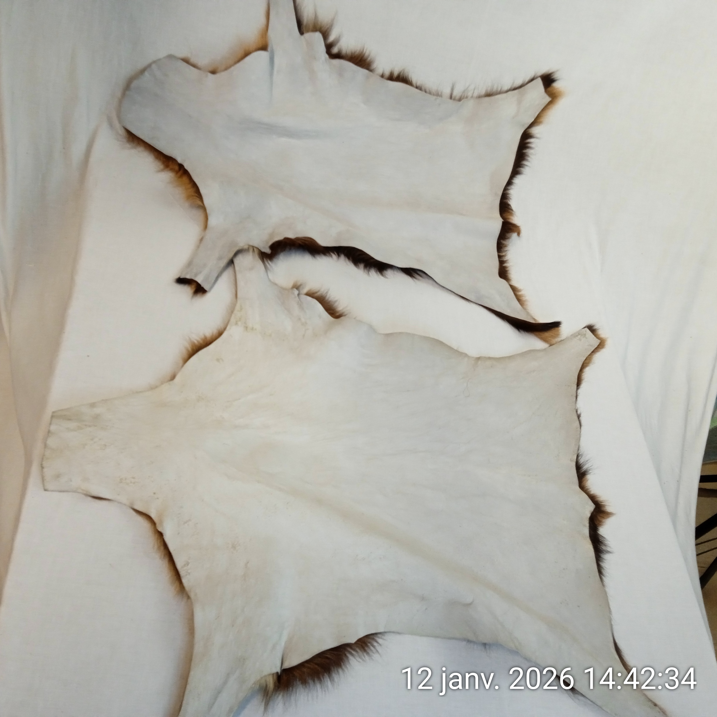 Voir photo 4 de Lot de 2 Tapis peau de chèvre Années 70, 65 X 60 cm Lot de 2 Tapis peau de chèvre Années 70, 65 X 60 cm Très bon état reconditionné photo 4