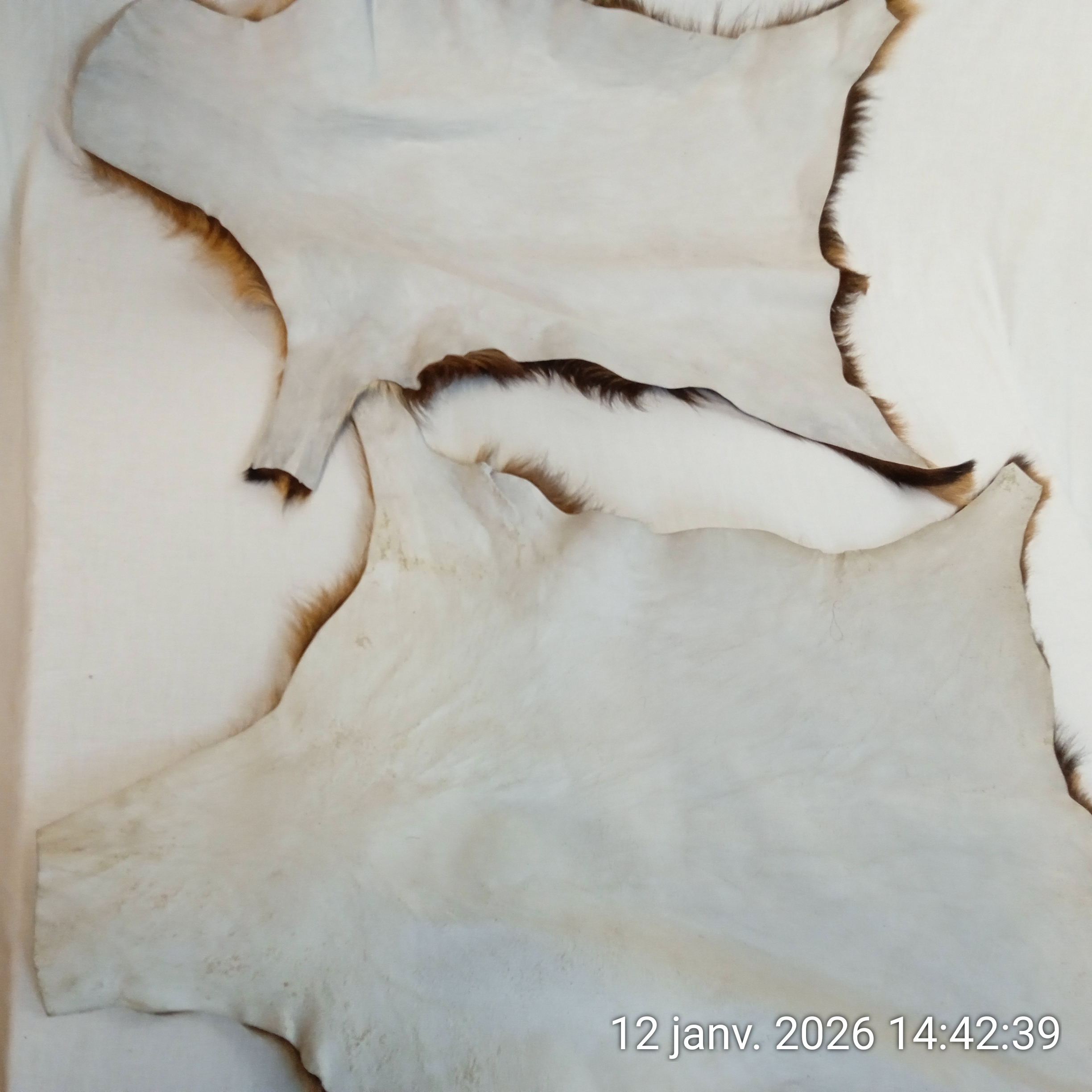Voir photo 5 de Lot de 2 Tapis peau de chèvre Années 70, 65 X 60 cm Lot de 2 Tapis peau de chèvre Années 70, 65 X 60 cm Très bon état reconditionné photo 5