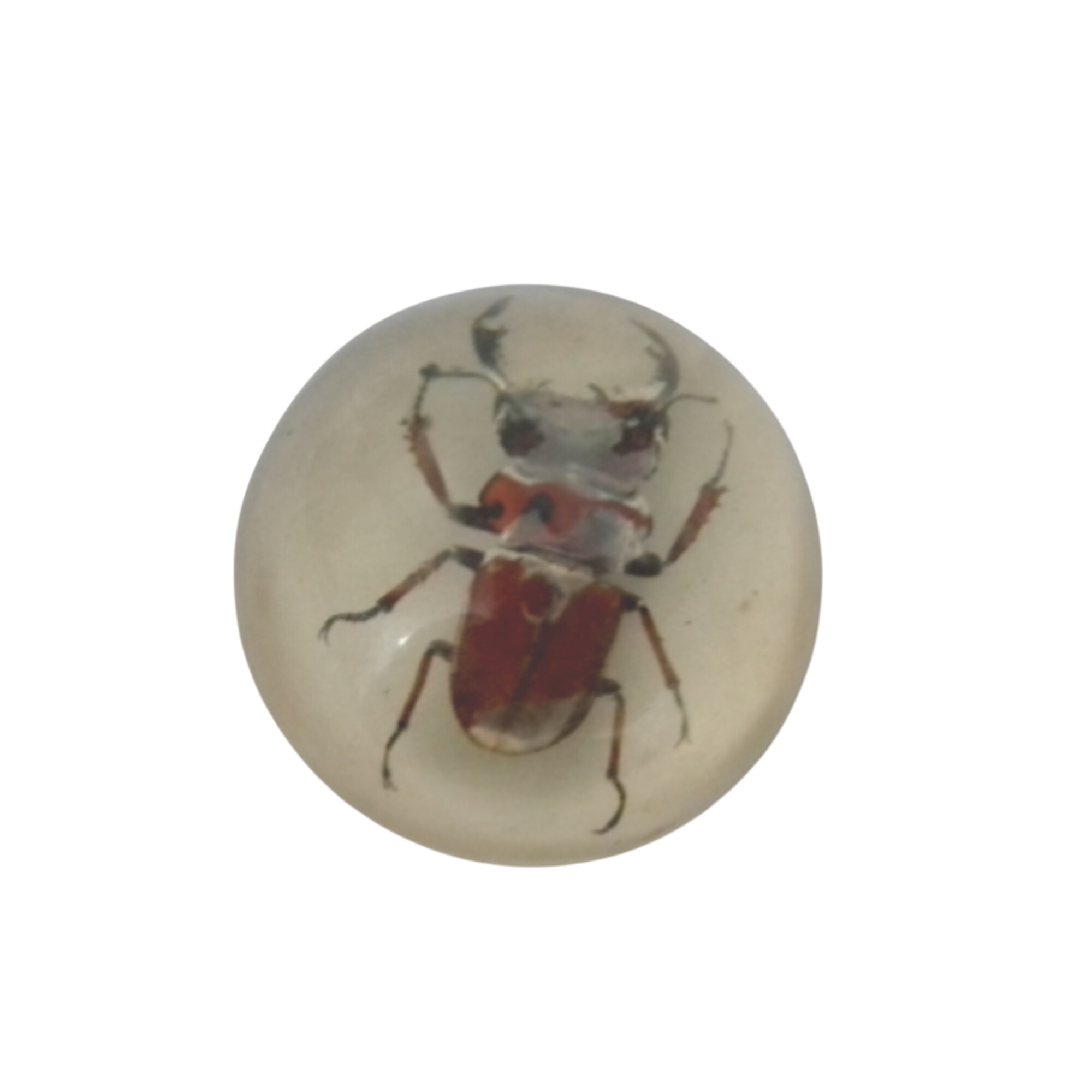 Acheter Lucane Cerf-Volant en demi-sphère résine presse papier Bon état - 10,00 € Lucane Cerf-Volant en demi-sphère résine presse papier Bon état reconditionné disponible sur Label Emmaüs