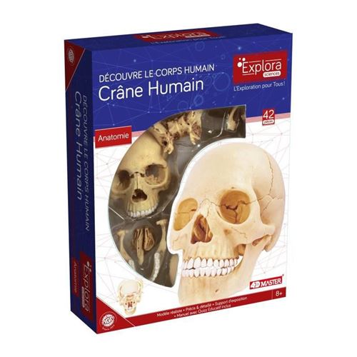 MGM - Explora - Anatomie crane humain - Experience anatomie État correct Metro-Goldwyn-Mayer reconditionné disponible sur Fnac