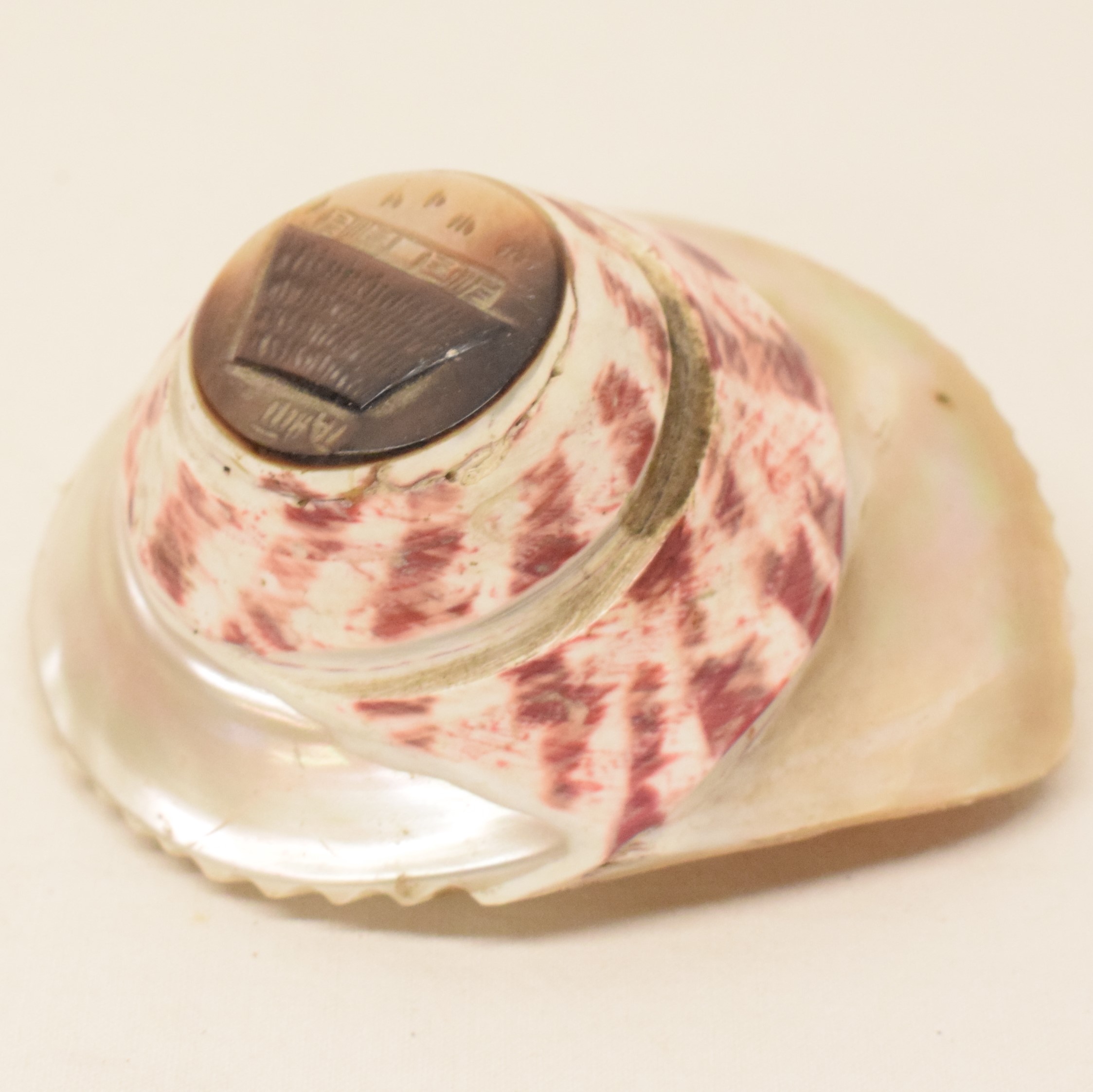 Acheter Objet décoratif coquillage sculpté souvenir de Tahiti État correct - 10,00 € Objet décoratif coquillage sculpté souvenir de Tahiti État correct reconditionné disponible sur Label Emmaüs