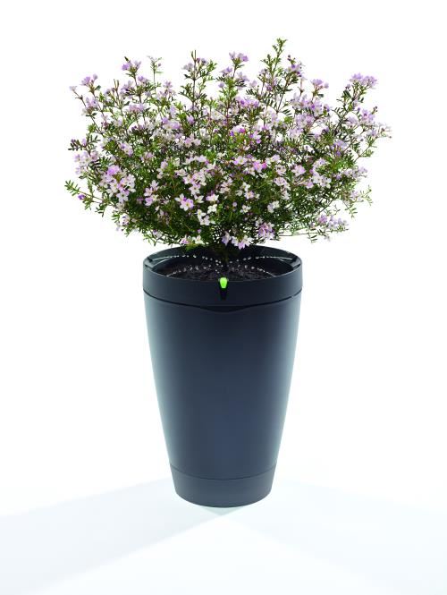 Parrot Pot Noir Ardoise État correct Parrot reconditionné disponible sur Fnac