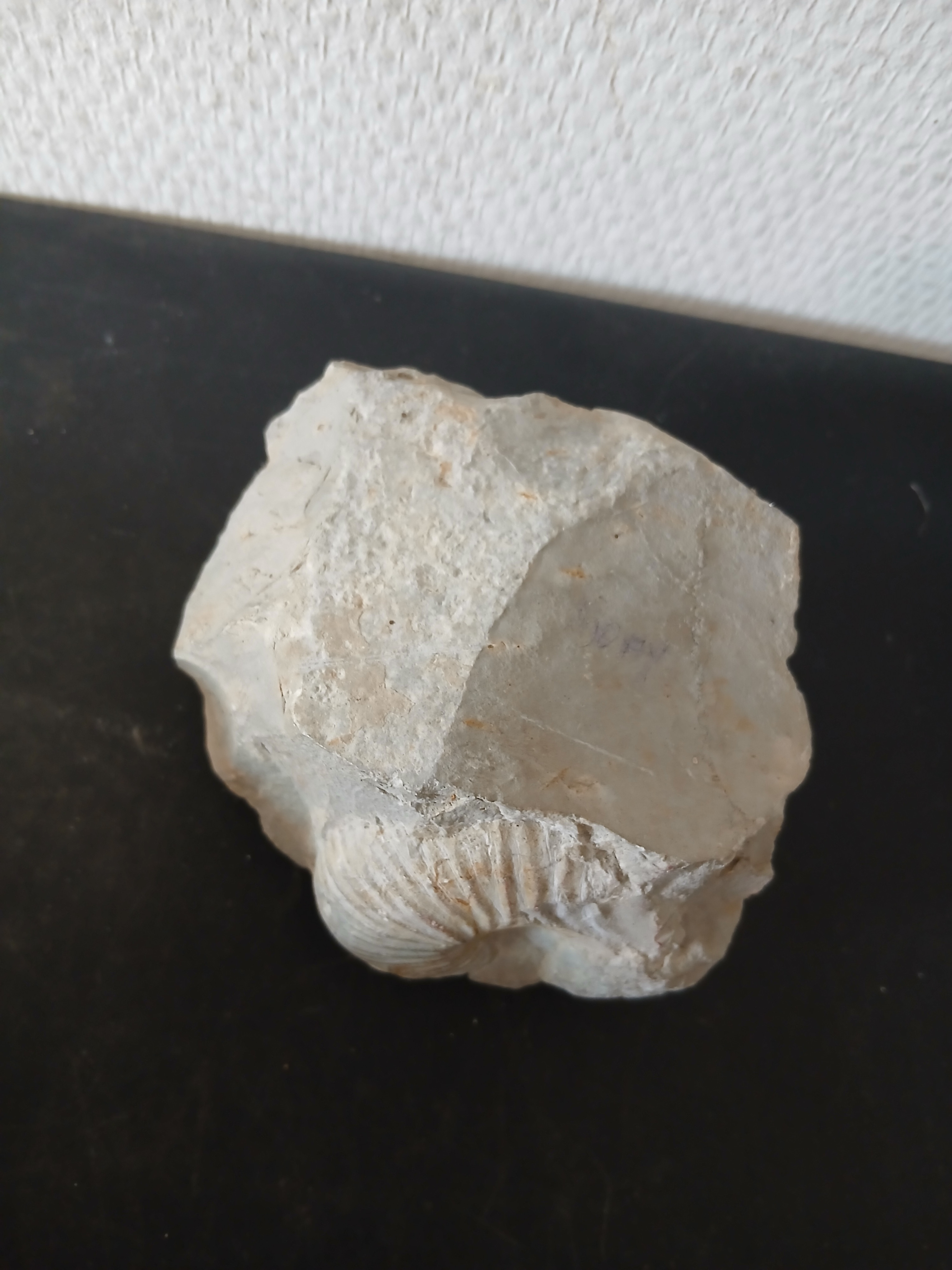 Voir photo 4 de Pierre, presse-papier découvrant un fossile d'ammonite. (poids 800 gr) Pierre, presse-papier découvrant un fossile d'ammonite. (poids 800 gr) Bon état reconditionné photo 4