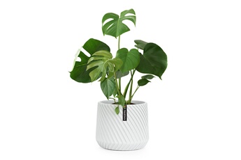 Pot de fleurs Fox & Fern Heusden fait à la main- en polystone - 25 cm - Gris Bon état Blumfeldt reconditionné disponible sur Darty