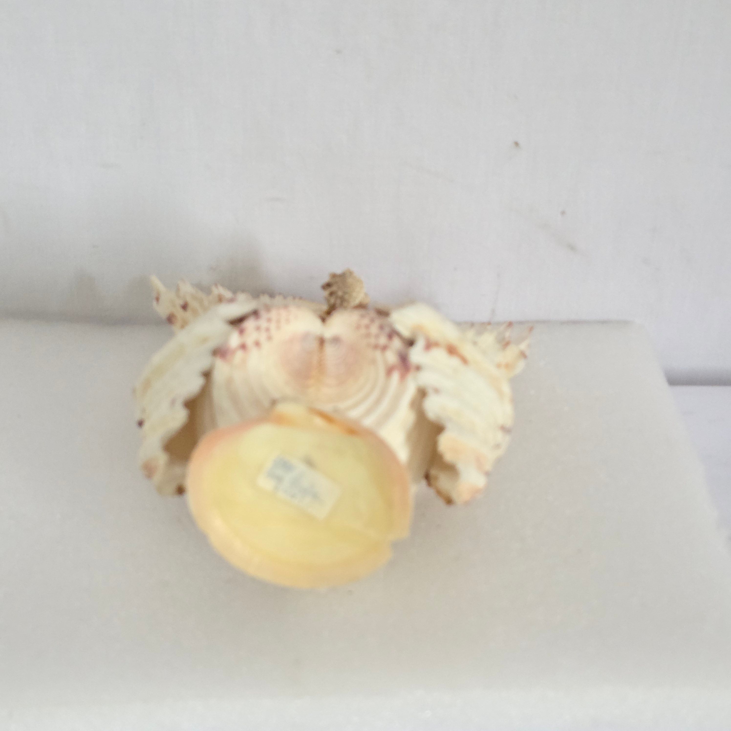 Voir photo 4 de Statuette Hibou en coquillages Statuette Hibou en coquillages Bon état reconditionné photo 4